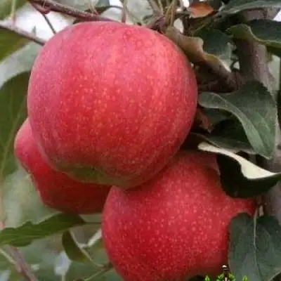 Яблоня ГАЛА ШНИГА в Колодищи