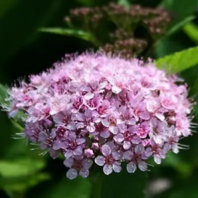 Спирея ПИНК СПАРКЛЕР в Колодищи