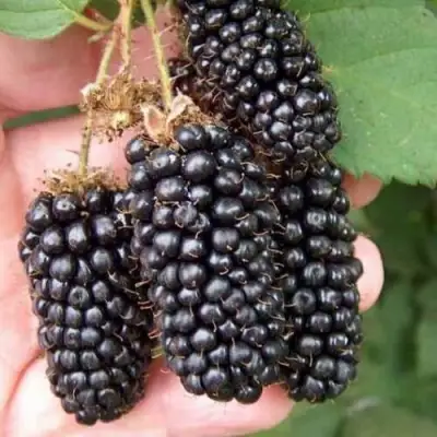 Ежевика ЛОХ НЕСС бесшипная  в Колодищи