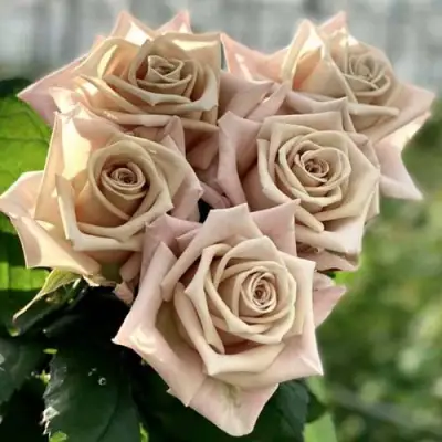 Роза МЕНТА чайно-гибридная в Колодищи