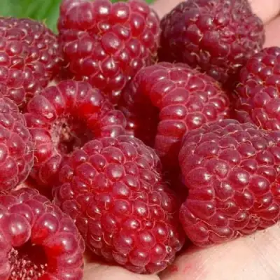 Малина ГИГАНТ РУБИНОВЫЙ в Колодищи