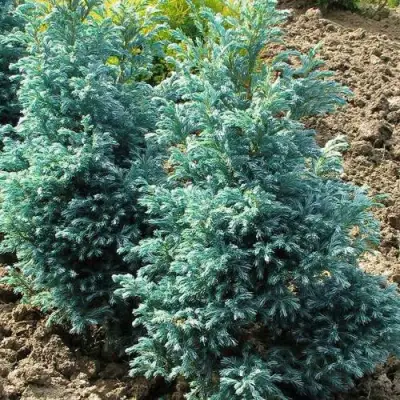 Кипарисовик БУЛЕВАРД горохоплодный в Колодищи