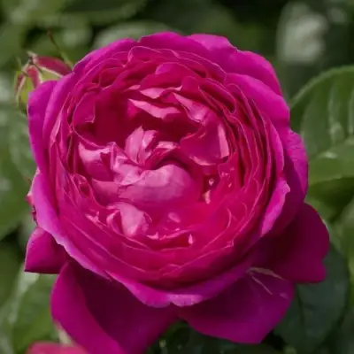 саженцы розы Анушка