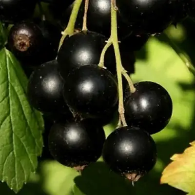 Смородина черная КЛУССОНОВСКАЯ в Колодищи