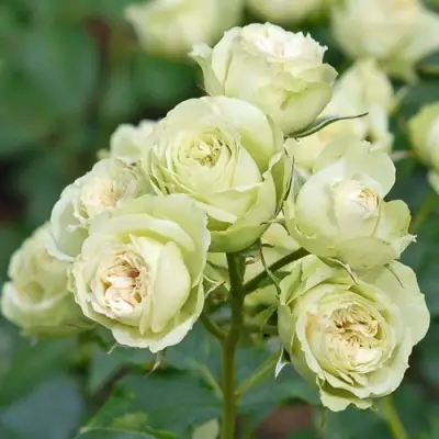 Роза ГРИН ДАЙМОНД миниатюрная в Колодищи