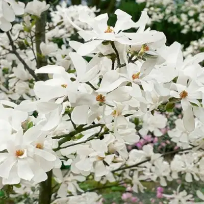 Магнолия ЛЕБНЕРА МЕРРИЛЛ в Колодищи