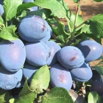 Слива ГИЛЬБЕРТ в Колодищи