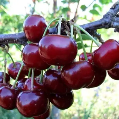 Дюк ЖИВИЦА (ЧЕРЕВИШНЯ) в Колодищи