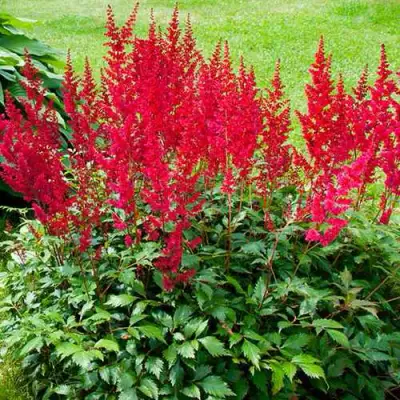 Астильба КОБЛЕНЦ японская в Колодищи