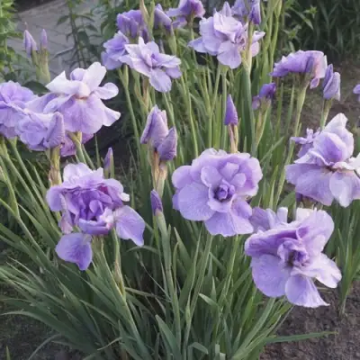 Ирис ИМПЕРИАЛ ОПАЛ сибирский в Колодищи