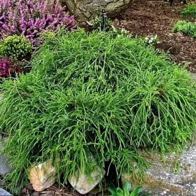 Кипарисовик ФИЛИФЕРА НАНА горохоплодный  в Колодищи