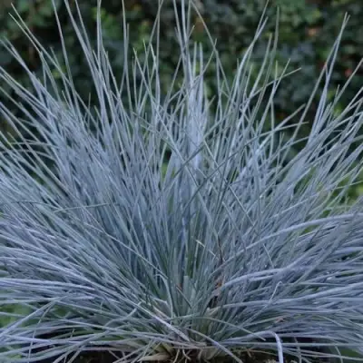 Овсяница АЙСФОГЕЛЬ сизая в Колодищи