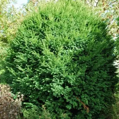 Тис РЕПАНДЕНС ягодный в Колодищи