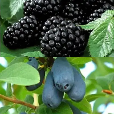 Комплект ЯГОДНЫЙ ДУЭТ в Колодищи