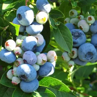 Голубика ДАРРОУ в Колодищи