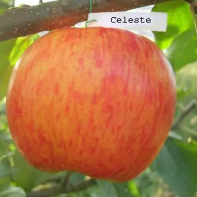 Яблоня ЦЕЛЕСТЕ в Колодищи