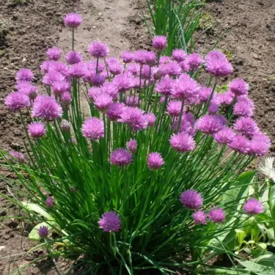 Лук-шнитт в Колодищи