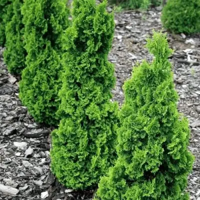 Туя ЗМАТЛИК западная в Колодищи