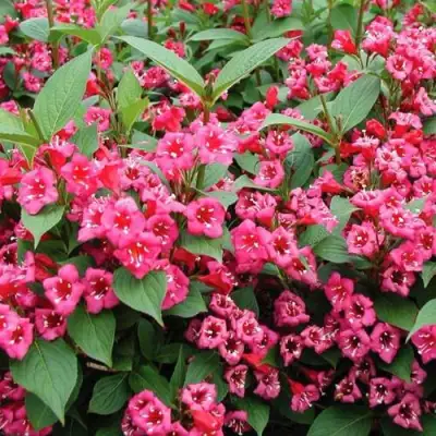 Вейгела БРИСТОЛЬ РУБИ в Колодищи