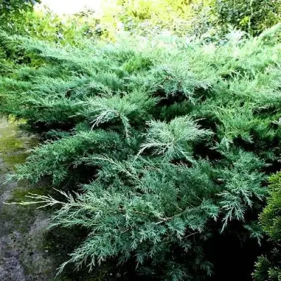 Можжевельник ПФИТЦЕРИАНА ГЛАУКА  средний в Колодищи