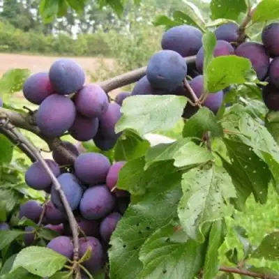 Слива ПЕРДРИГОН в Колодищи