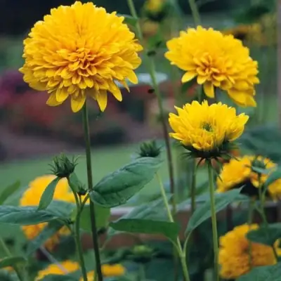 Подсолнечник СОЛЕЙЛ ДЕ ОР в Колодищи