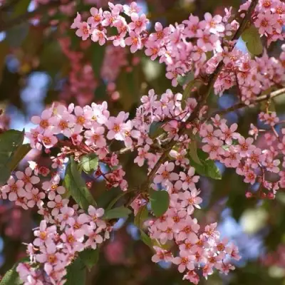 Черемуха КОЛОРАТА в Колодищи