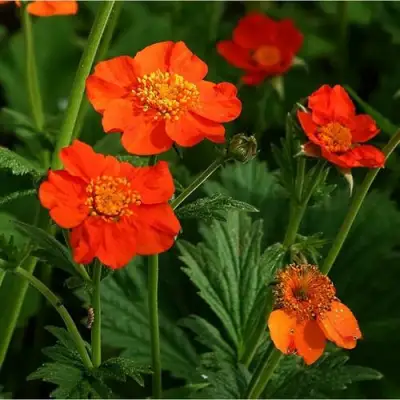 Гравилат БОРИСА в Колодищи