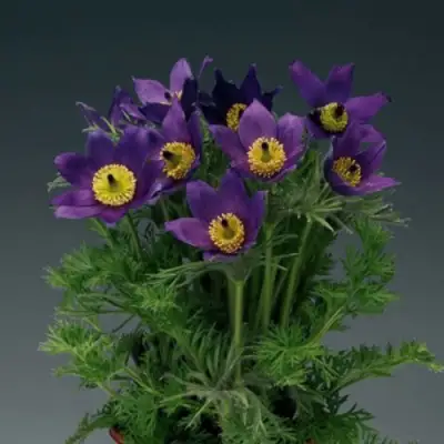 Прострел ПИНВИЛ БЛЮ ШЕЙДЕС в Колодищи