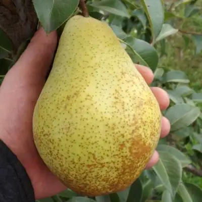 Груша ГЕНЕРАЛ ЛЕКЛЕРК в Колодищи