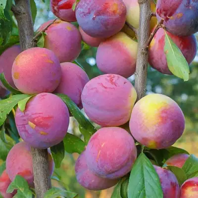 Слива КОЛОННОВИДНАЯ в Колодищи