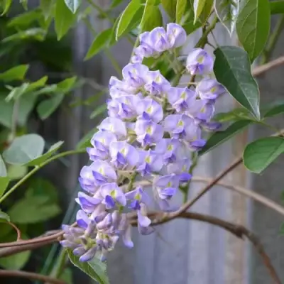 Глициния макростахия БЛЮ МУН в Колодищи