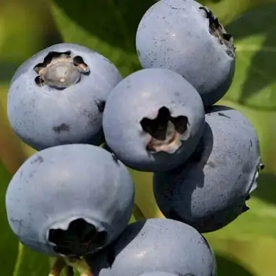 Голубика ЧАНДЛЕР в Колодищи