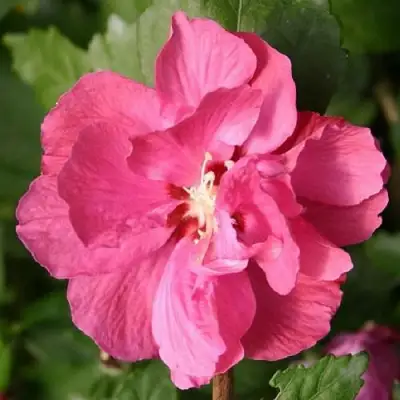 Гибискус ДЮК ДЕ БРАБАНТ сирийский  в Колодищи