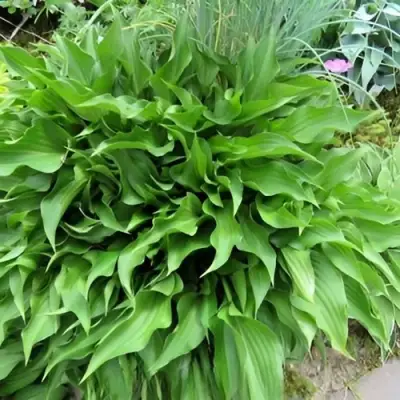 Хоста ГАРРИ ВАН ТРИЕР в Колодищи