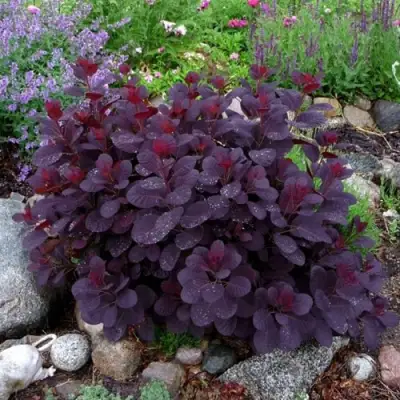 Скумпия РОЯЛ ПЕРПЛ кожевенная в Колодищи