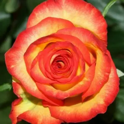 Роза ХАЙ МЭДЖИК чайно-гибридная в Колодищи