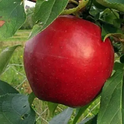 Яблоня РЕДФРИ в Колодищи