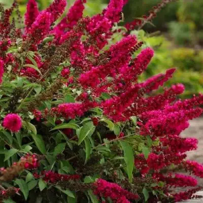 Буддлея давида РОЯЛ РЕД в Колодищи