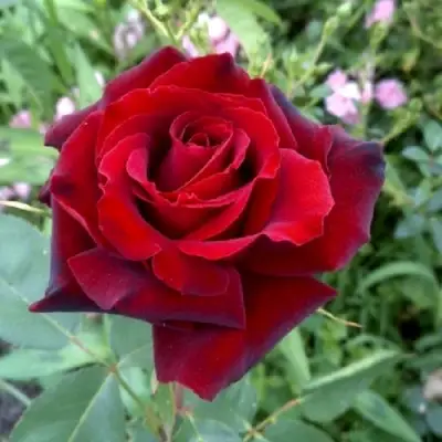 Роза ТАБУ чайно-гибридная в Колодищи