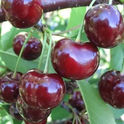 Вишня ЖАДАНА в Колодищи