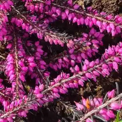 ЭРИКА "АЛЬПИЙСКИЙ ВЕРЕСК" (зимующая) сорт АТРОРУБРА в Колодищи