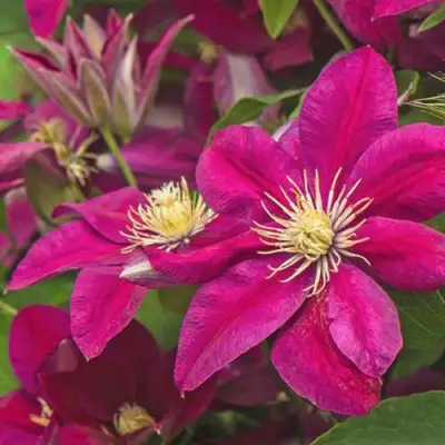 Клематис ЭРНЕСТ МАРКХАМ в Колодищи