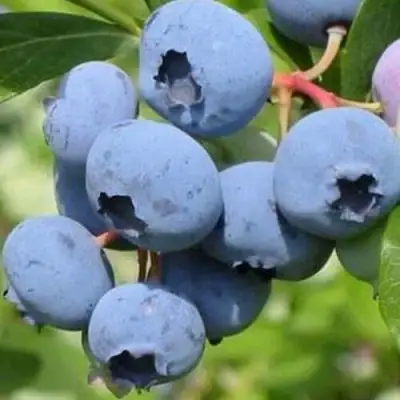 Голубика ДАРРОУ в Колодищи