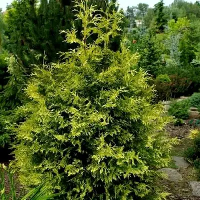 Туя ЗЕБРИНА ЭКСТРА ГОЛД складчатая в Колодищи