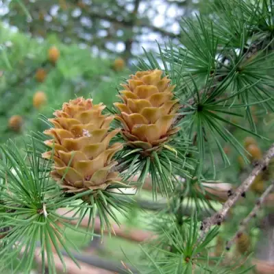 Лиственница КЕМПФЕРА в Колодищи