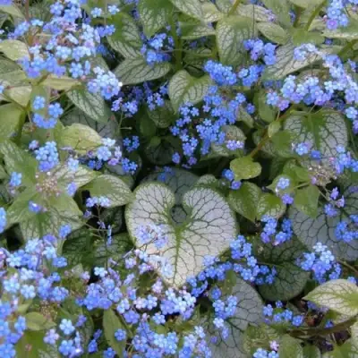 Бруннера ДЖЭК ФРОСТ в Колодищи