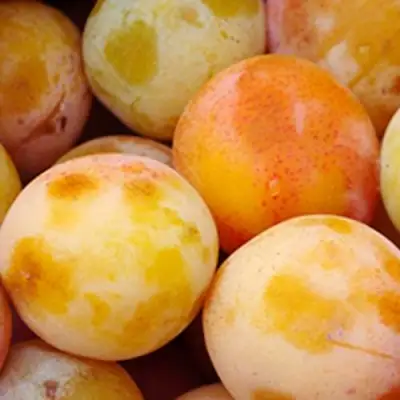 Слива ЯХОНТОВАЯ в Колодищи