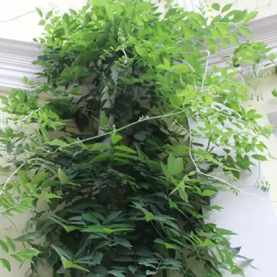 Глициния макростахия БЛЮ МУН в Колодищи