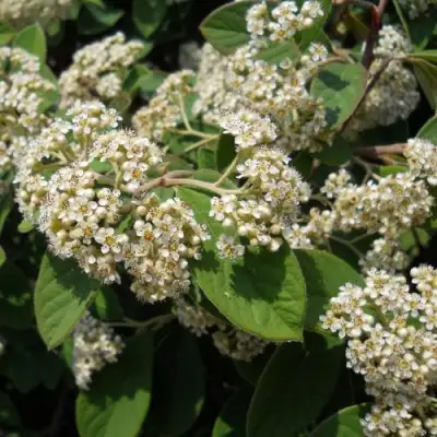 Кизильник пузырчатый в Колодищи